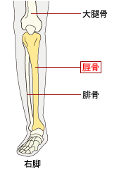 脛骨｜骨と関節の痛みにお悩みの方をサポートするWebサイト｜関節ライフ