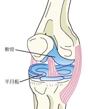 膝の半月板と軟骨
